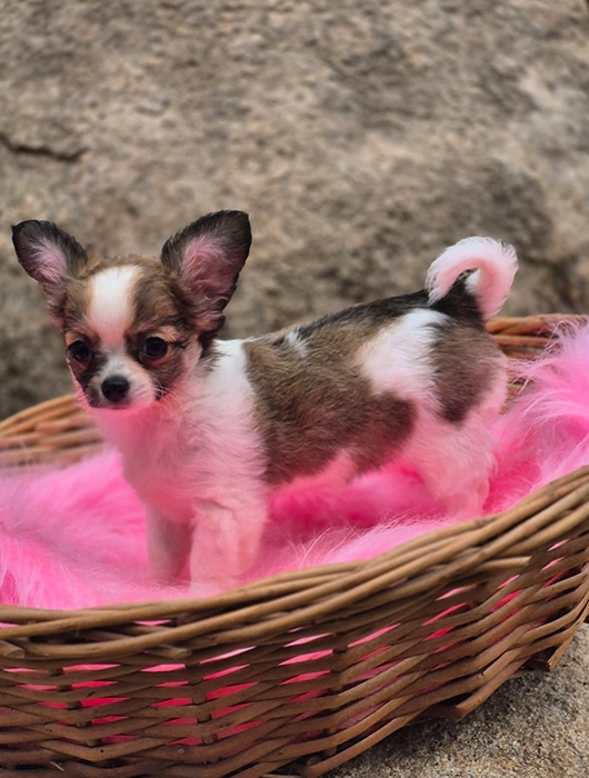 Chihuahua